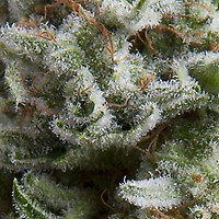 Anesthesia Auto Feminised Seeds