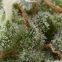Super Hash Auto Feminizowane Nasiona