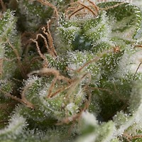 American Pie Auto Feminised Seeds