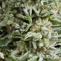 Amnesia Gold Auto Feminised Seeds