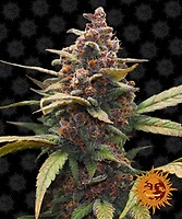 Ayahuasca Purple Feminizowane Nasiona