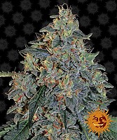Blueberry OG Feminised Seeds