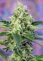 Crystal Candy Feminizowane Nasiona