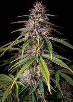 Alien Vs Triangle Auto Feminised Seeds