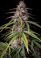 Alien Vs Triangle Auto Feminizowane Nasiona