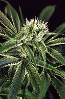 Amnesia #7 Feminised Seeds