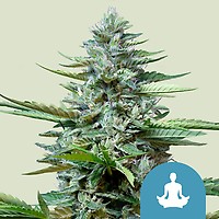 Stress Killer CBD Auto Feminizowane Nasiona