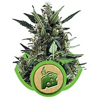 Blue Cheese Auto Feminizowane Nasiona