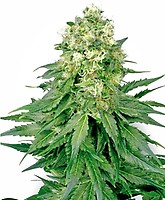 White Widow Feminised Seeds
