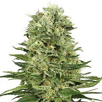 Skunk #1 Auto Feminised Seeds