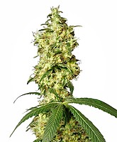White Widow Auto Feminised Seeds