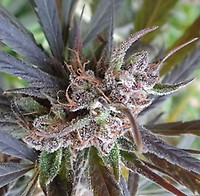 Haze x Kali China Feminizowane Nasiona