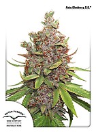 Glueberry O.G. Auto Feminizowane Nasiona
