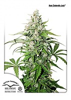 Cinderella Jack Auto Feminizowany Nasiona