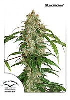 White Widow CBD Auto Feminizowane Nasiona