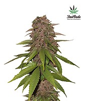 C4 Auto Feminised Seeds