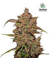 Crystal METH Auto Feminised Seeds
