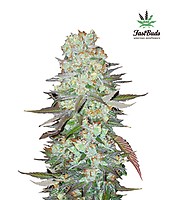 G14 Auto Feminised Seeds