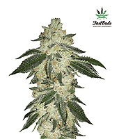 Green Crack Auto Feminizowane Nasiona