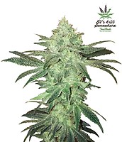 Stardawg Auto Feminizowane Nasiona