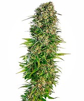 Hindu Kush Auto Feminizowane Nasiona