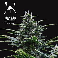 Skywalker Auto Feminizowane Nasiona