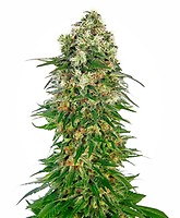 Shiva Skunk Auto Feminizowane Nasiona