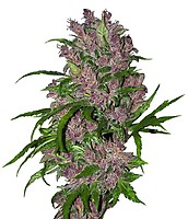 Purple Bud Auto Feminised Seeds