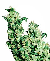 Jack Herer Feminizowane Nasiona