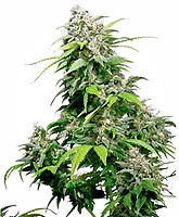 California Indica Feminizowane Nasiona