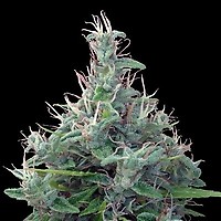 Lebanese Regular Seeds