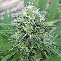 Panama x Bangi Haze Feminised Seeds