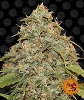 Lemon Potion CBD Auto Feminizowane Nasiona
