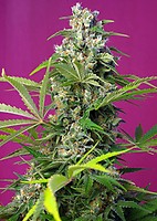 Gorilla Girl Feminised Seeds