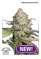 Charlotte's Angel CBD Auto Feminizowany Nasiona