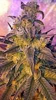 Sweet Peach Feminised Seeds