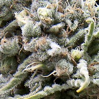 White Widow CBD Auto Feminised Seeds