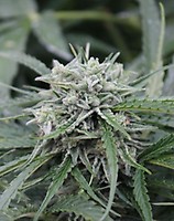 NL Auto Feminised Seeds