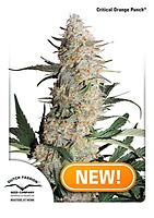 Critical Orange Punch Feminizowany Nasiona
