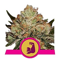 HulkBerry Feminizowany Nasiona