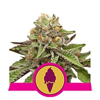 Green Gelato Feminizowany Nasiona