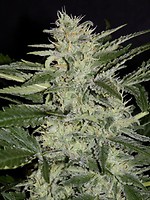 White Crack Auto Feminised Seeds