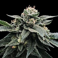 Sorbet Stash Feminised Seeds (Sorbet Collection)