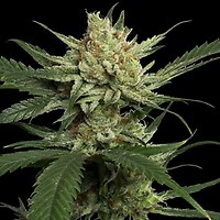 Strawberry Banana Feminised Seeds