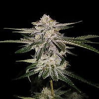 Miss DNA (formerly Miss USA) Feminised Seeds