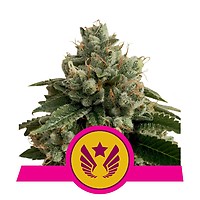 Legendary OG Punch Feminised Seeds