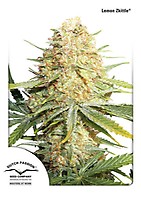 Lemon Kix Auto Feminizowany Nasiona