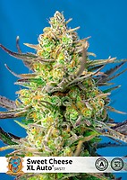 Sweet Cheese XL Auto Feminizowany Nasiona