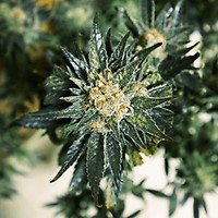 DC Kush Feminizowane Nasiona