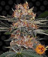 Purple Punch Auto Feminizowane Nasiona